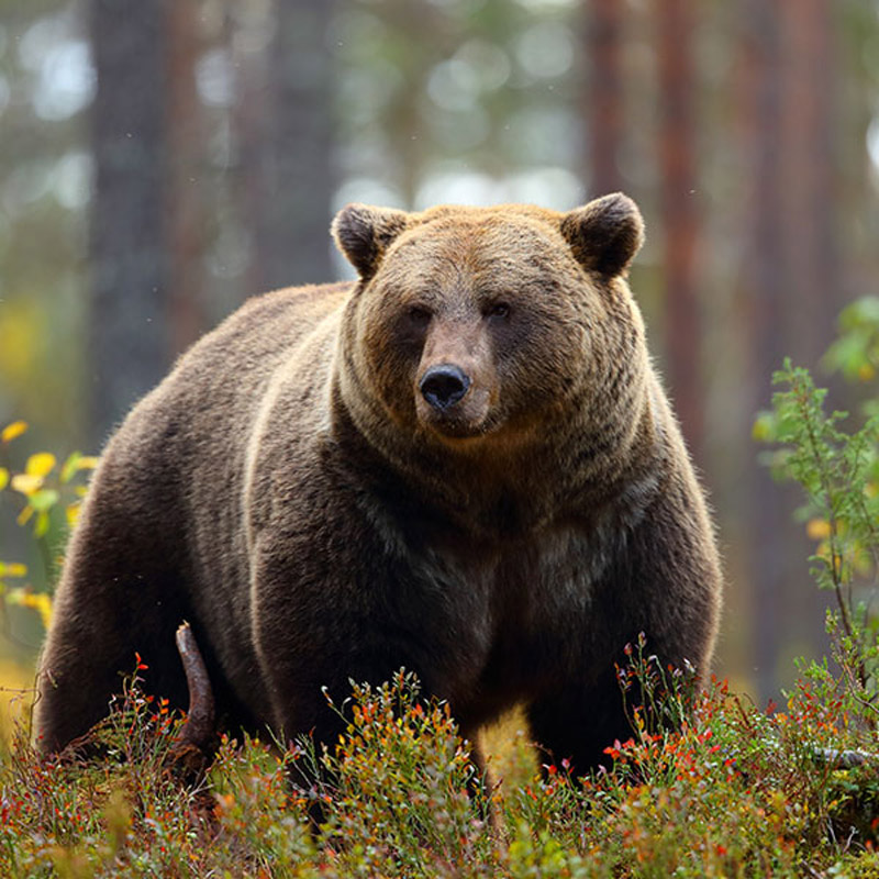 Νέα δεδομένα δείχνουν ότι ο πληθυσμός της καφέ αρκούδας της Ρουμανίας είναι μεγαλύτερος από ό,τι θεωρούνταν προηγουμένως