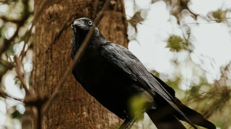 Νέα μελέτη δείχνει ότι τα κοράκια ξεχωρίζουν σχήματα. Κατανοούν τη βασική γεωμετρία