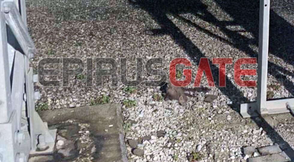 Ενα κουνάβι ευθύνεται για το blackout στα Γιάννενα