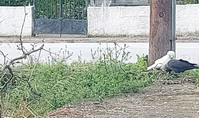 Λευκή κουρούνα στο Αϊδίνιο Μαγνησίας: Ένα σπάνιο φυσικό φαινόμενο που εντυπωσιάζει...VIDEO