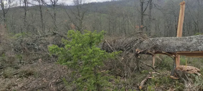 Δάσος Αρέθουσας - Με τον πατέρα και τον αδερφό του είχαν αποψιλώσει την κορυφή του βουνού