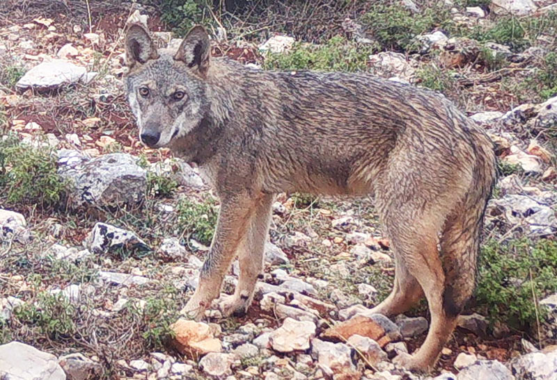 Λύκος με διαταραχή ταυτότητας, ζει με αγέλη τσακαλιών....VIDEO