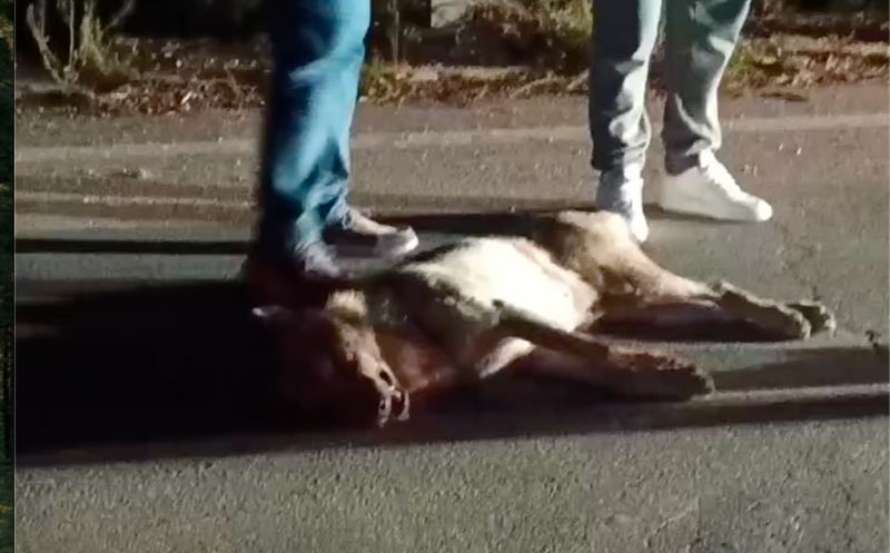 Σφοδρή σύγκρουση λύκου με όχημα....VIDEO