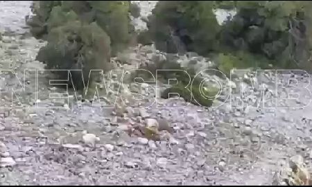 Λύκος κατασπάραξε ελάφι στην Πάρνηθα...VIDEO