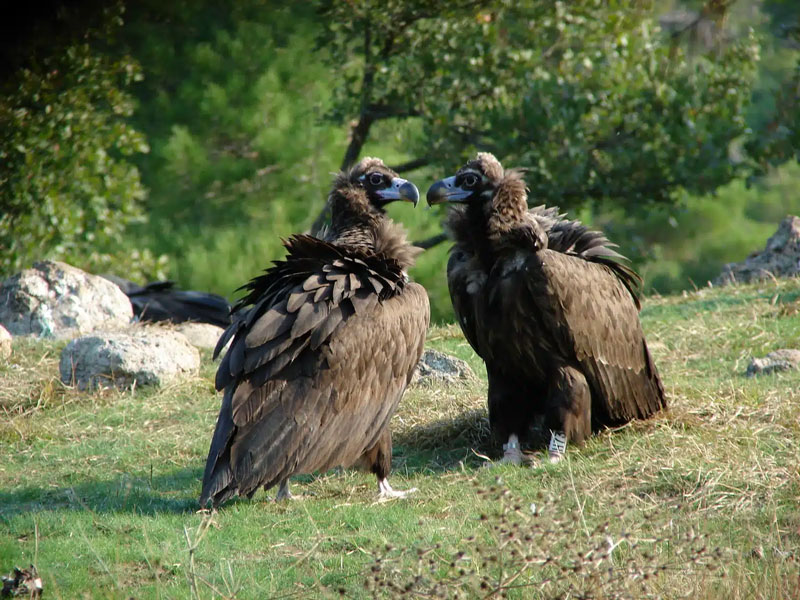 Πληθυσμός ρεκόρ Μαυρόγυπα στη Δαδιά δύο χρόνια μετά τη φωτιά
