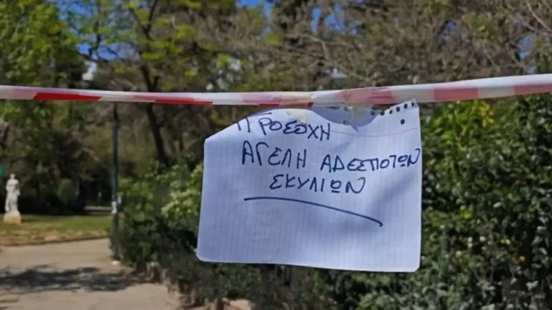 Αγέλη σκύλων ανάγκασε τις Αρχές να κλείσουν για λίγες ώρες το Άλσος Παγκρατίου...VIDEO Οι ζωόφιλοι και περίοικοι πληροφορήθηκαν ότι άκουσαν γαβγίσματα τα ξημερώματα και πως κάποιος ασυνείδητος εγκατέλειψε τα σκυλιά στο Άλσος Παγκρατίου. ΔΙΑΦΗΜΙΣΗ Λόγω της πολυσύχναστης παιδικής χαράς αλλά και των σκυλιών που βγαίνουν βόλτα στο Άλσος Παγκρατίου, οι ζωόφιλοι εκτίμησαν ότι υπάρχει κίνδυνος και ειδοποίησαν τις Αρχές. Λίγες ώρες μετά, στο σημείο έφτασε η Όλγα Δούρου, αντιδήμαρχος Διαγενεακής Αλληλεγγύης, Αστικής Πανίδας και Ζωοφιλίας στον δήμο Αθηναίων. Σύμφωνα με πληροφορίες, με απόφαση του δημάρχου Χάρη Δούκα και της αντιδημάρχου το Άλσος έκλεισε για λόγους ασφαλείας, ενώ κινητοποιήθηκε κλιμάκιο του ΟΠΑΝΔΑ και η δημοτική αστυνομία, που τοποθέτησε κορδέλες και σημάνσεις σε όλες τις εισόδους του Άλσους και «σφράγισε» προσωρινά την παιδική χαρά. ΔΙΑΦΗΜΙΣΗ Ταυτόχρονα, ο δήμος Αθηναίων ενημέρωσε την εισαγγελία για τα ζώα, για να διερευνηθεί πώς τα επτά σκυλιά έφτασαν στο Άλσος και αν υπάρχει ζήτημα εγκατάλειψης. Το μεσημέρι της Κυριακής, ωστόσο, τα σκυλιά δεν βρίσκονταν στο σημείο.