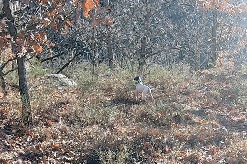 Η μαγεία να κυνηγάς με Πόιντερ