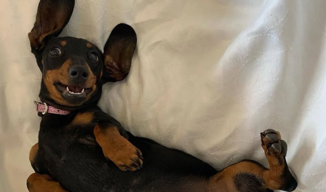 Σκυλίτσα επιβίωσε έχοντας χαθεί για πάνω από 500 μέρες στην έρημο της Αυστραλίας