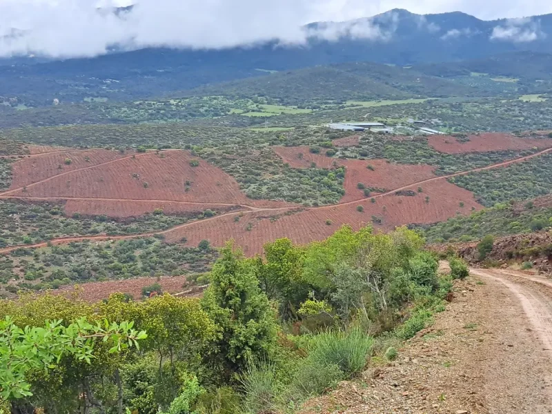 Ένα νέο δάσος γεννιέται στην ανατολική Θεσσαλονίκη