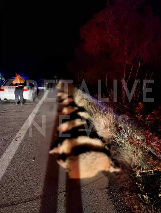 Ρέθυμνο: Αυτοκίνητο παρέσυρε 15 πρόβατα που κινούνταν ανεξέλεγκτα στον ΒΟΑΚ 