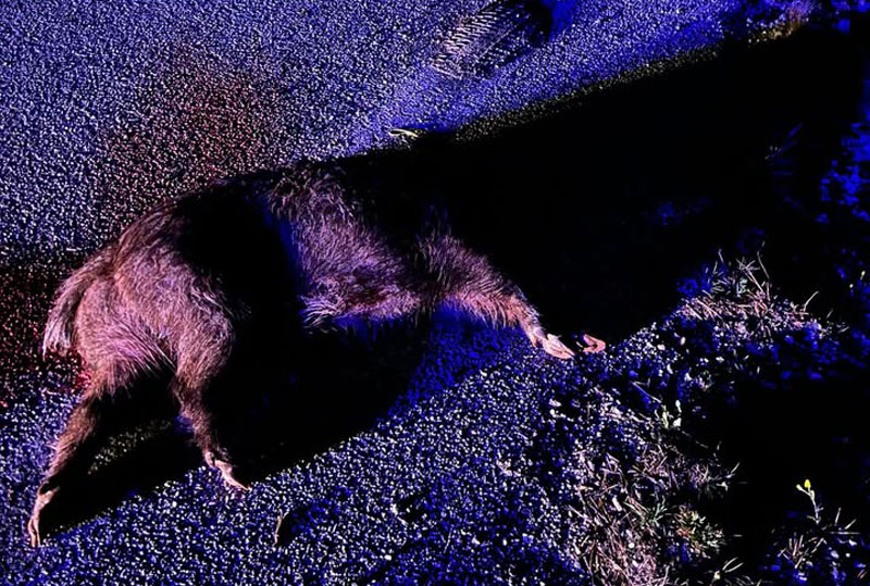 Τροχαίο ατύχημα με αγριογούρουνο στο δρόμο Κοζάνης – Πτολεμαίδας στο ύψος της Ποντοκώμης...VIDEO