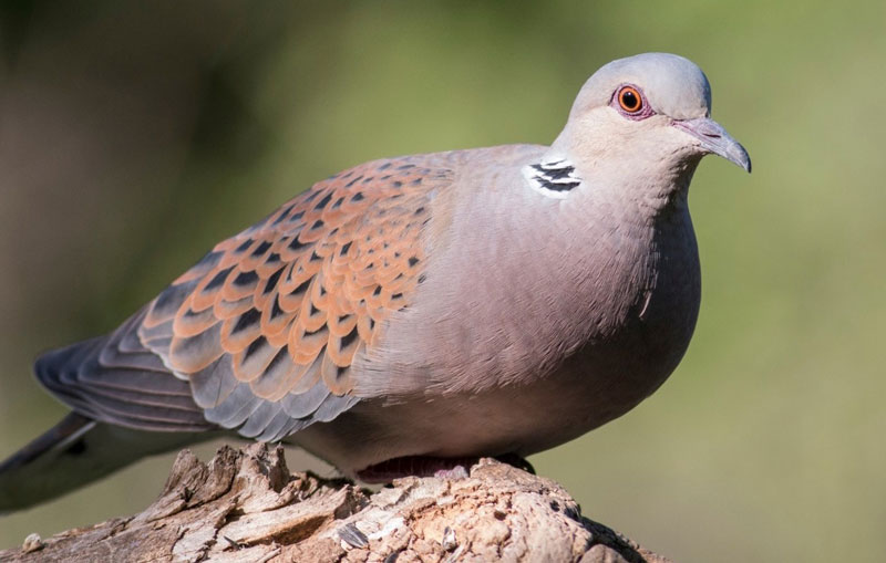 Η Ελλάδα δείχνει το δρόμο για την άρση της απαγόρευσης της θήρας του τρυγονιού στο δυτικό διάδρομο