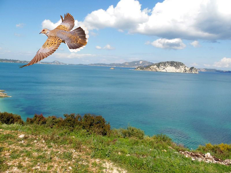 Ζάκυνθος: Η παράνομη θήρα υπονομεύει το νόμιμο κυνήγι