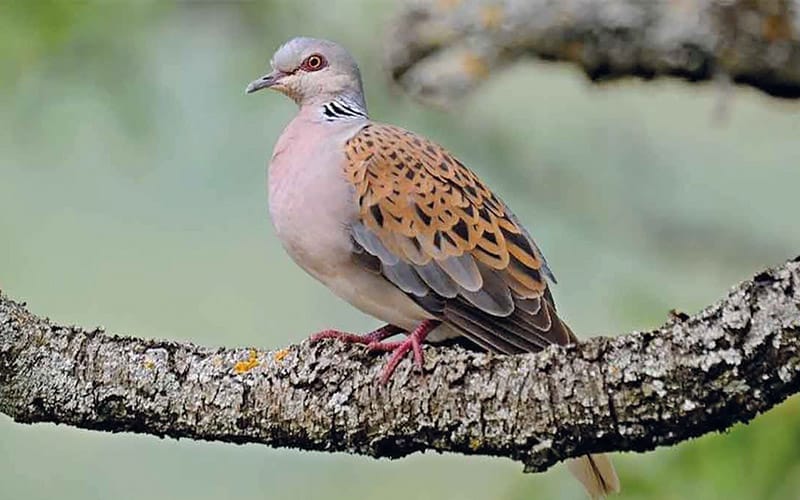 Διεύθυνση Δασών Ζακύνθου : Καταγγείλετε κάθε μορφή λαθροθηρίας στο νησί