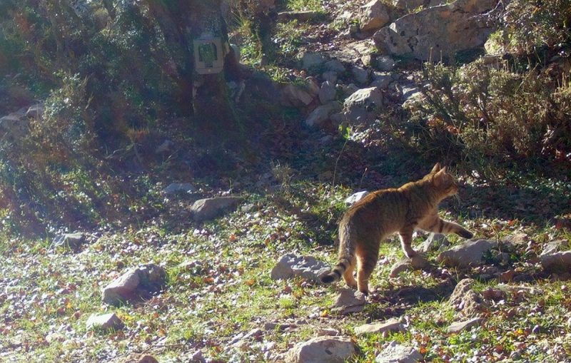 Kρήτη : Βρέθηκαν πληθυσμοί του «εξαφανισμένου» φουρόγατου