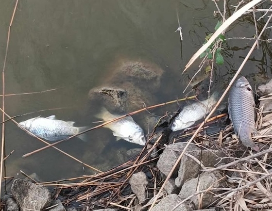 Υπολείμματα γεωργικών φαρμάκων