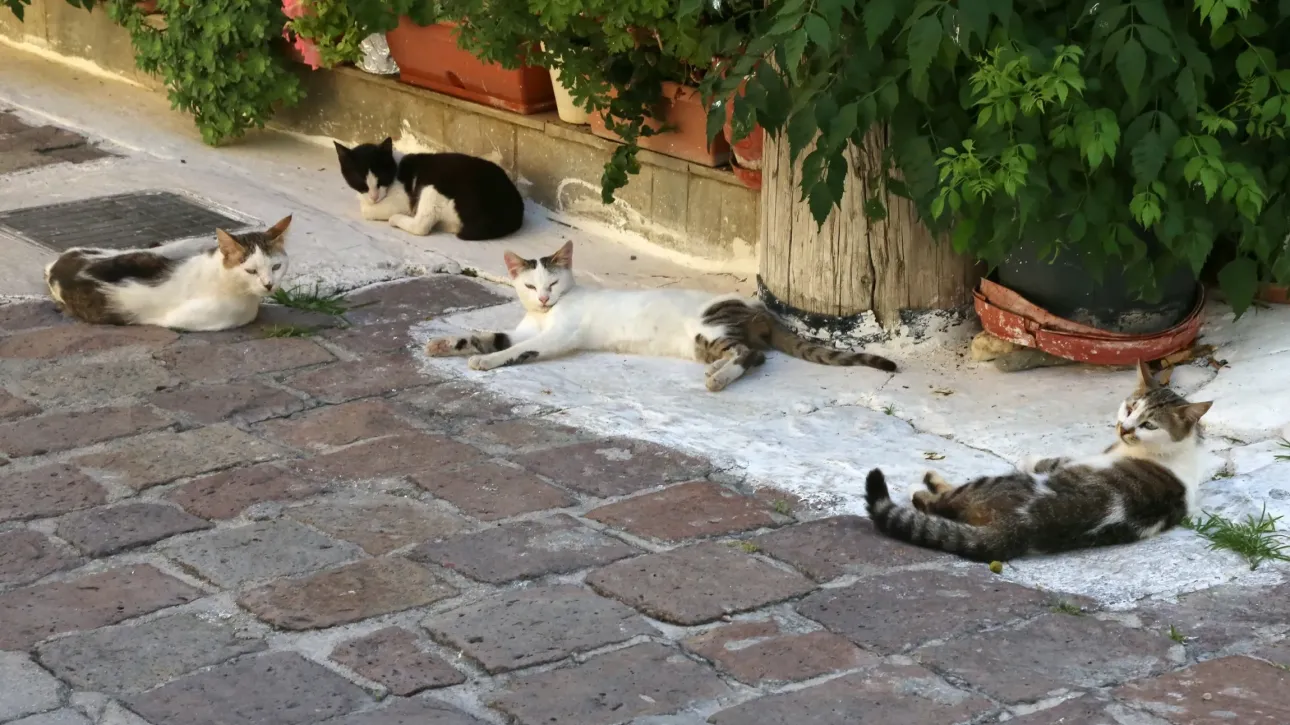 Θεσσαλονίκη: Χειροπέδες σε 53χρονη - Σε άθλιες συνθήκες στο σπίτι της δεκάδες γάτες και σκύλοι