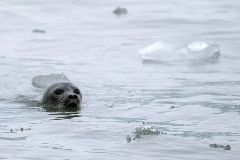 Εσθονία, Φινλανδία και Σουηδία ζητούν έγκριση από την ΕΕ για το εμπορικό κυνήγι της φώκιας