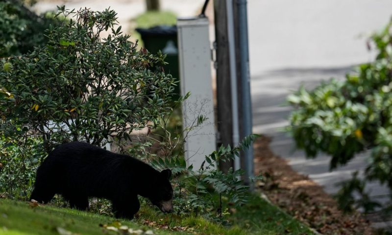 Φλόριντα: Φριχτό τέλος για 89χρονο - Τον κατασπάραξε μαύρη αρκούδα