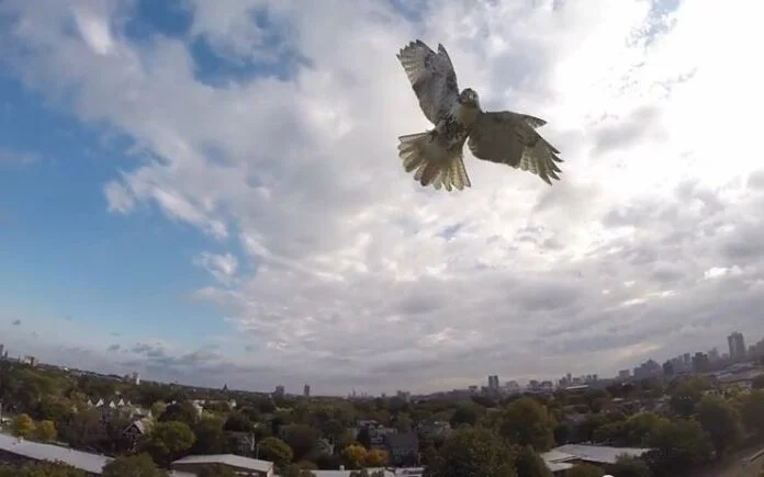 Τα γεράκια χρησιμοποιούν το μποτιλιάρισμα στους δρόμους ως καμουφλάζ επίθεσης στα θηράματα τους