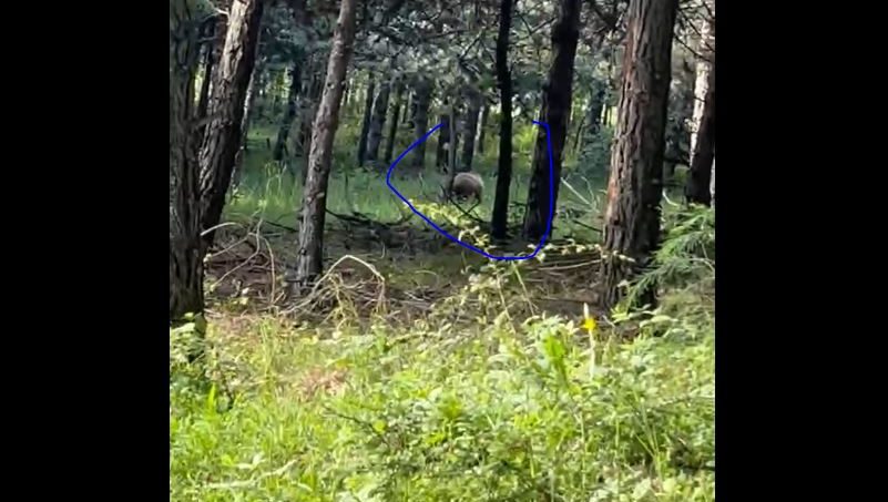 Πτολεμαΐδα: Έκανε τζόκινγκ στην περιοχή Κουρί όταν αντιλήφθηκε κοντά του την παρουσία αρκούδας...VIDEO