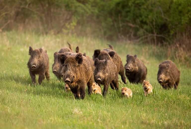 Αγριογούρουνα καταστρέφουν τις καλλιέργειες στην Πηνειάδα Τρικάλων – Σε απόγνωση οι αγρότες