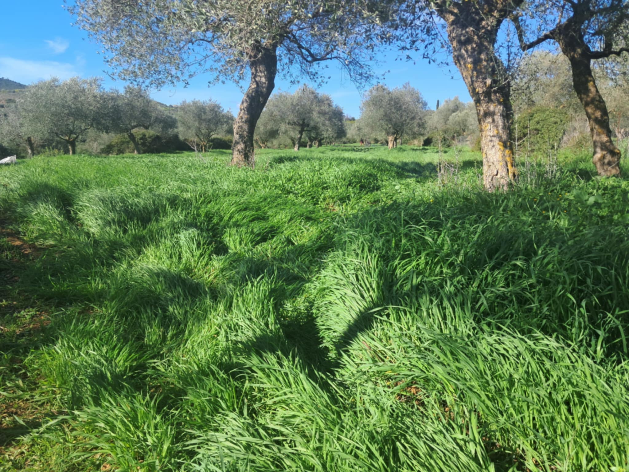 Σπορά από τον Κ.Σ. Μολάων