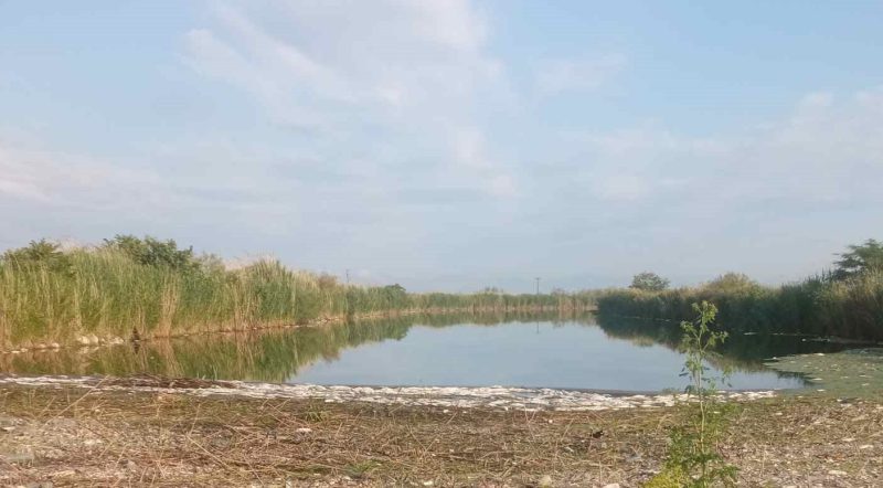 ΚΟΜΑΘ : Εκατοντάδες νεκρά ψάρια στο Εθνικό Πάρκο του Αξιού