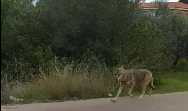 Λύκος περιφέρεται στη Δροσιά Χαλκίδας...VIDEO