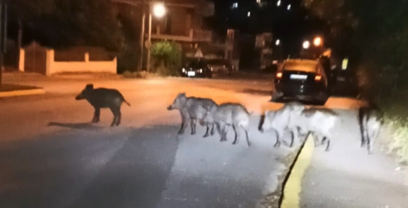 Αγριογούρουνα βολτάρουν στον περιφερειακό Γεννηματά στην Παραμυθιά...VIDEO