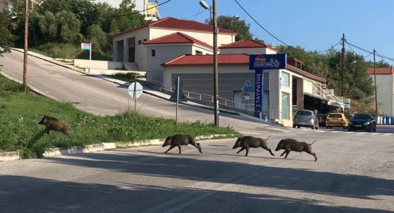 Σούλι : Επιστολή Δημάρχου για την ανεξέλεγκτη κατάσταση με τα αγριογούρουνα