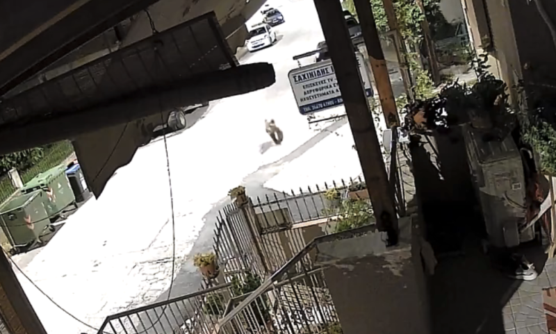 Αρκούδα στην Πατσούρα