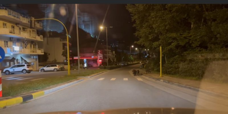 Τα αγριογούρουνα της Καλαμπάκας πέρασαν και από την Αστυνομία!