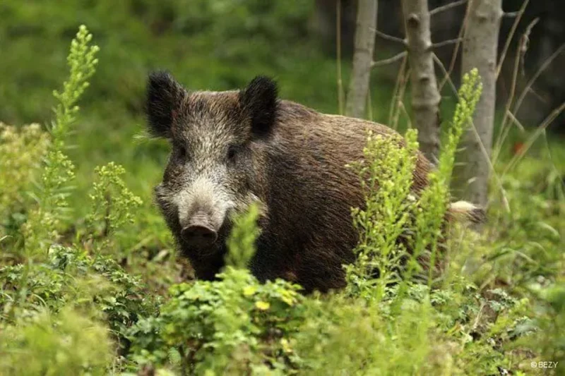Καλαμπάκα: Επίθεση αγριογούρουνου σε γυναίκα μέσα στην πόλη