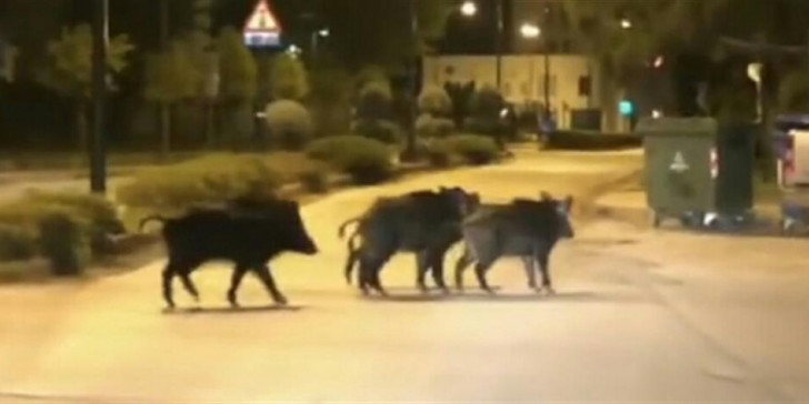 Αγριογούρουνα : Αναστάτωση και τροχαίο ατύχημα σε κεντρικό δρόμο του Βόλου