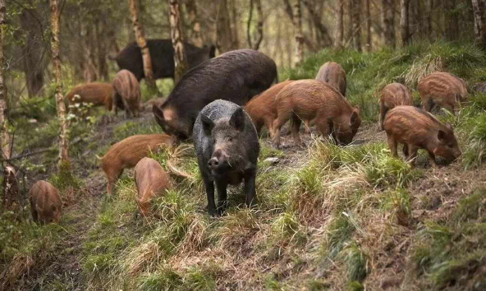 Ιωάννινα : Καθημερινές οι ζημιές από αγριογούρουνα.. Φτάνουν στις αυλές των σπιτιών