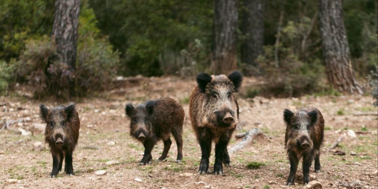 Ζάρκο Φαρκαδόνας: Αγριογούρουνα κατέστρεψαν 28 στρέμματα με νεοσπαρμένα καλαμπόκια