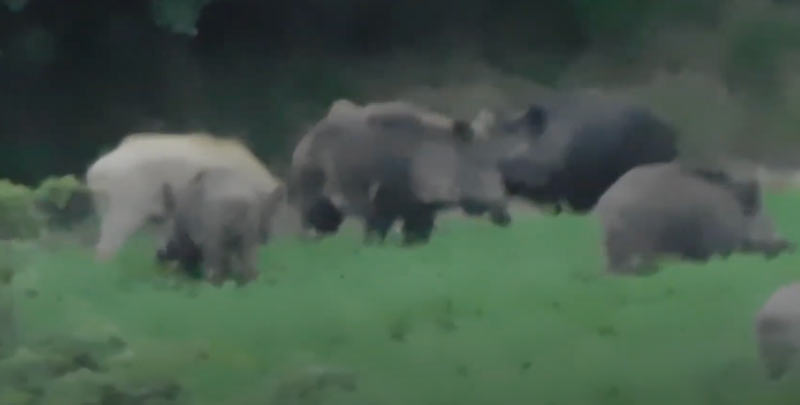 Ενας κατάλευκος αγριόχοιρος στα Γρεβενά ...VIDEO