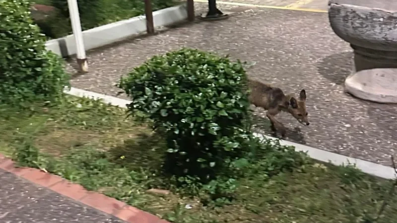 Βόλτα αλεπούς μέρα μεσημέρι στο Δημαρχείο και την πλατεία Διστόμου