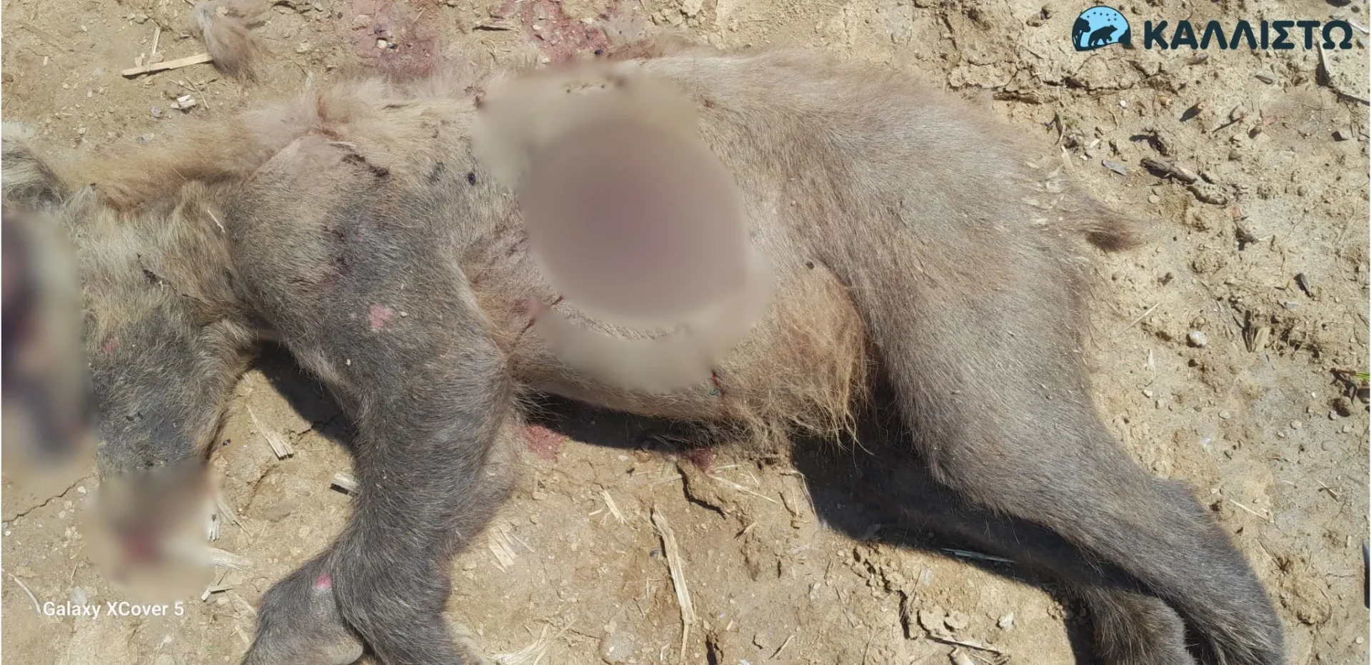 Καστοριά: Αρκούδα βρέθηκε νεκρή από πυροβόλο όπλο