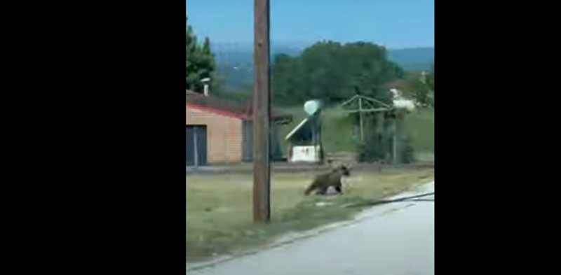Αρκούδα στο Άργος Ορεστικό απέναντι από το 3ο Δημοτικό...VIDEO