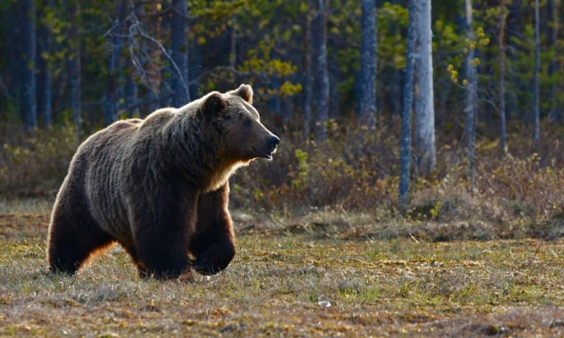 Σλοβενία: Γυναίκα δέχτηκε επίθεση από αρκούδα - Νοσηλεύεται σε κρίσιμη κατάσταση