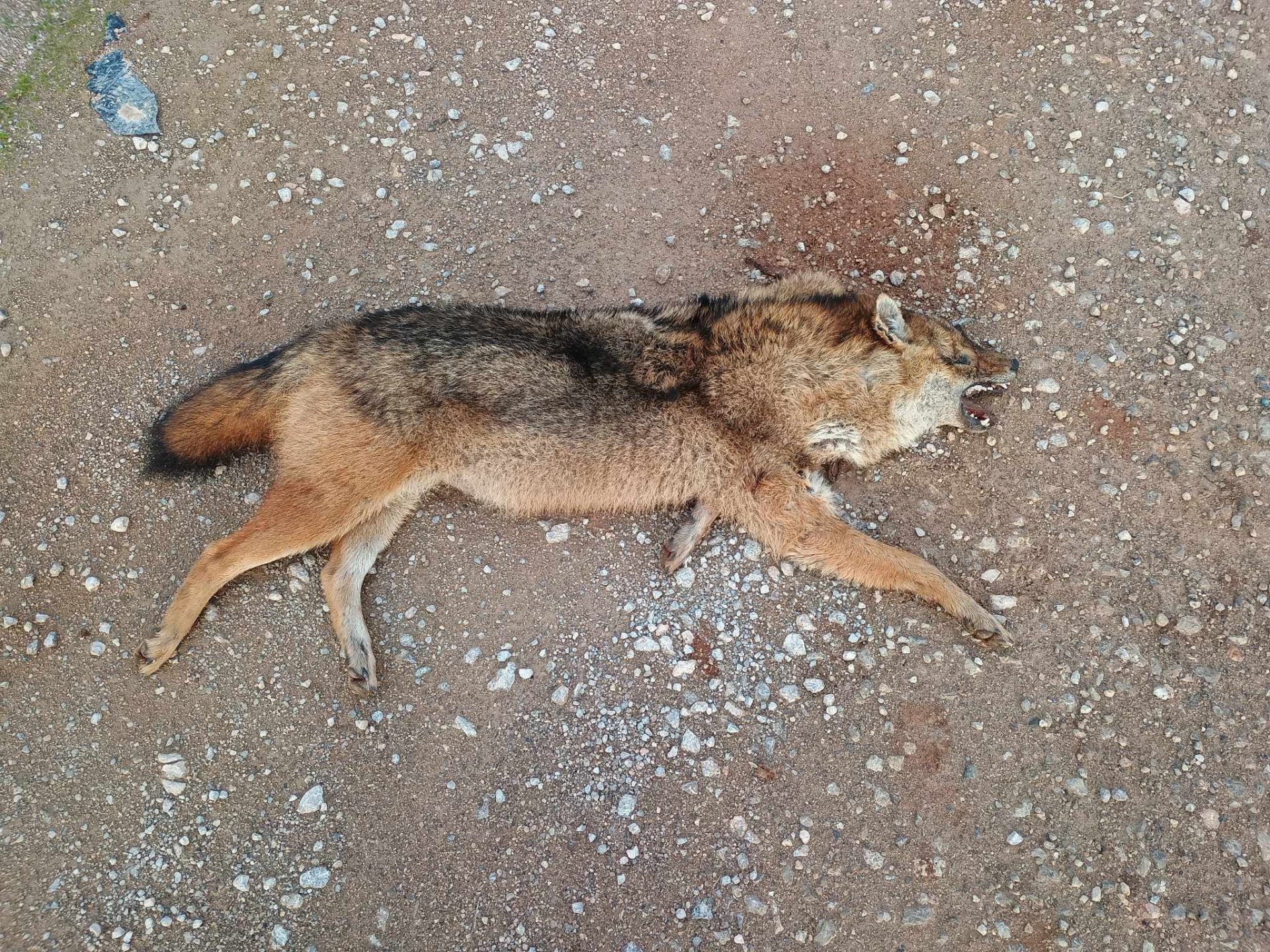 Τροχαίο με τσακάλι στα Βάγια Βοιωτίας