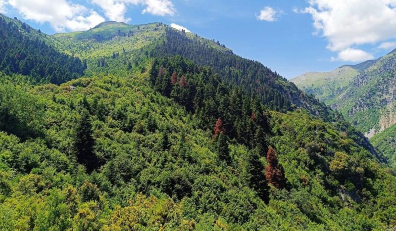 Πλάτανοι και έλατα ξεραίνονται στην κοιλάδα του Αχελώου, στα Άγραφα και στα Τζουμέρκα