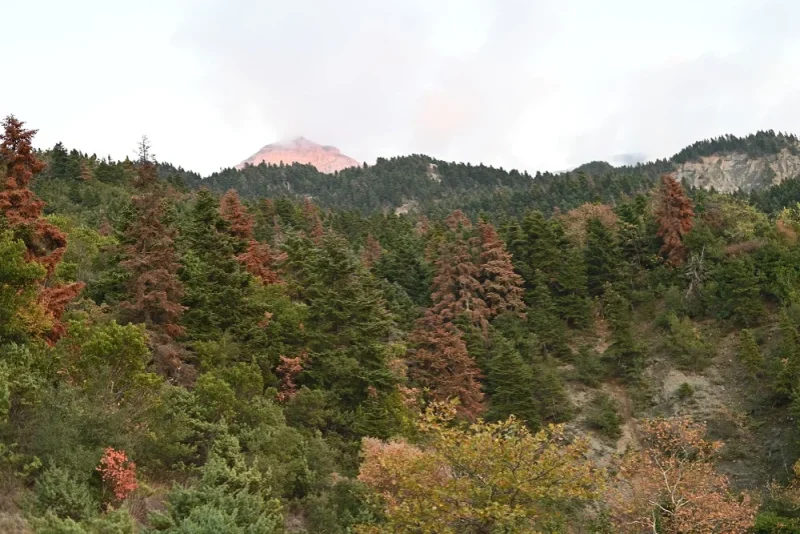 Ξεραίνονται μαζικά και τα έλατα σε δάση της Ηπείρου - Η περίπτωση των Μελισσουργών