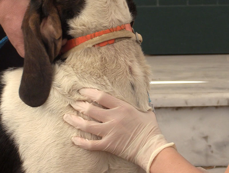 Οι κτηνίατροι διχάζουν τους κυνηγούς.Υποστηρίζουν τη νομιμότητα ή διεκδικούν το μερίδιό τους;