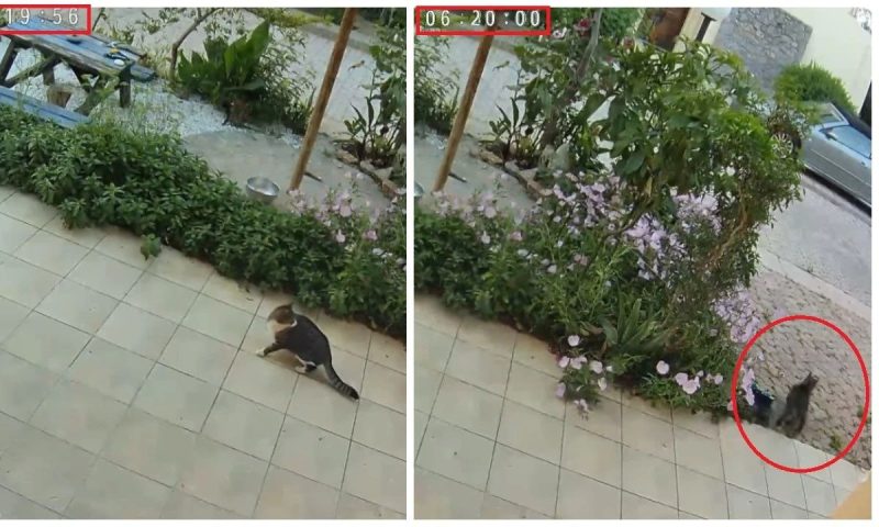 Σεισμός στην Κρήτη: Γάτα αντιλαμβάνεται την δόνηση και τρέχει να κρυφτεί