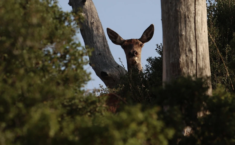 «Πεθαίνει» το κόκκινο ελάφι της Πάρνηθας: Αγωνιώδης έκκληση για το εμβληματικό είδος