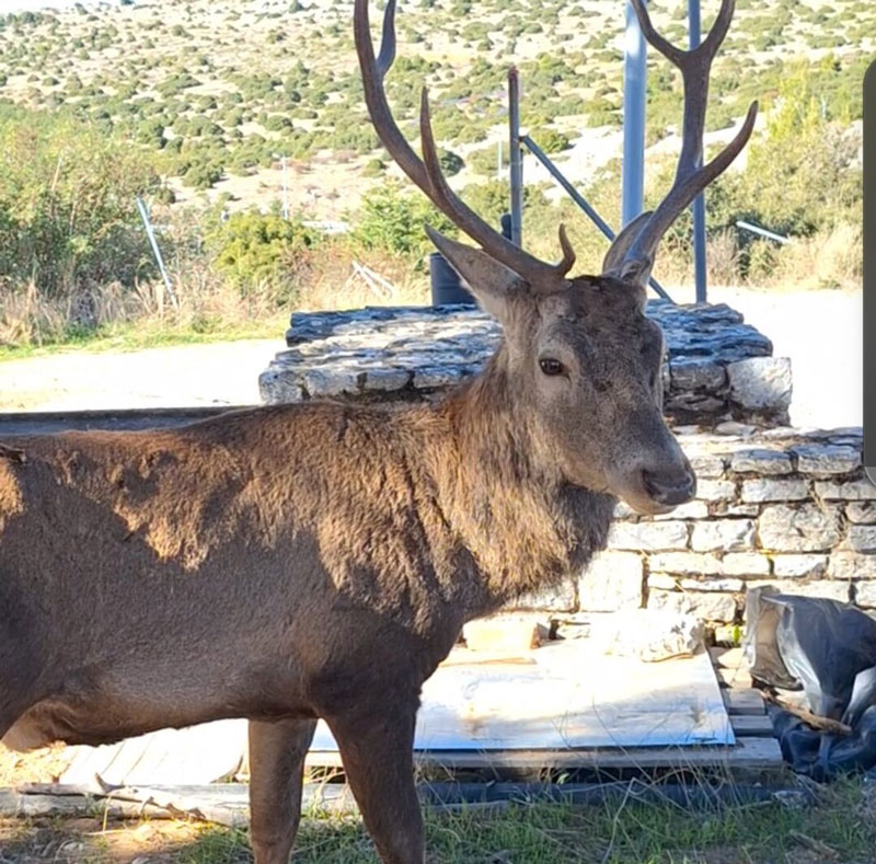 SOS από τον δήμο Αχαρνών για την διάσωση του κόκκινου ελαφιού της Πάρνηθας!