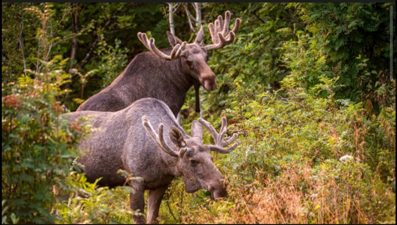 Ηνωμένο Βασίλειο : Εξαφανισμένα ελάφια αναγεννώνται μετά από 3.000 χρόνια - Τι ρόλο διαδραματίζουν οι κάστορες